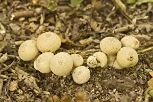 Puffball Prints: Common Puffball - growing on woodland floor - Lincolnshire - UK