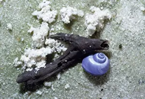common purple Sea Snail - washed up on beach - Queensland Australia