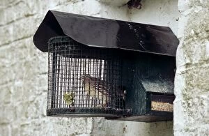 Cages Gallery: Common Quail in nestbox