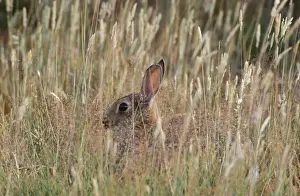 Common Rabbit