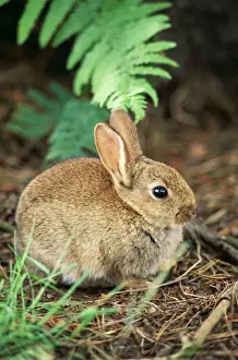 Common RABBIT