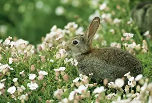 Common Rabbit With flowers, UK