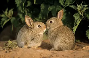Sniffing Prints: Common Rabbit - young