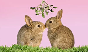 Common Gallery: Common Rabbit, young kissing under mistletoe