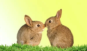 Common Rabbit - young - two kissing with yellow background