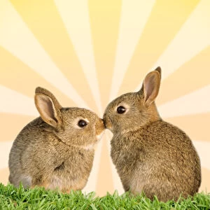 Images Dated 18th March 2021: Common Rabbit, two young kissing in front of yellow sunburst Date: 23-01-2007