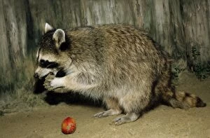 Common Raccoon - adult female, eating an apple - side view