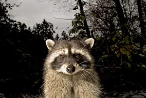 Animalia Gallery: Common raccoon, Procyon lotor, Stanley Park
