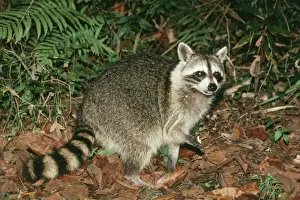 Raccoons Prints: Common Racoon FG 2836 North America Procyon lotor © Francois Gohier / ARDEA LONDON