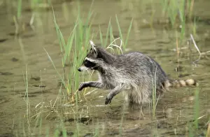 Raccoons Prints: Common Racoon WAT 3719 North America Procyon lotor © M. Watson / ARDEA LONDON