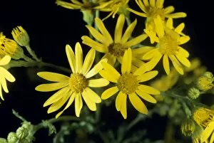 Images Dated 20th October 2010: Common Ragwort