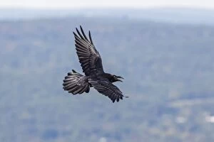 Images Dated 25th September 2012: Common Raven