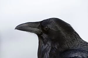 Images Dated 13th February 2011: Common Raven