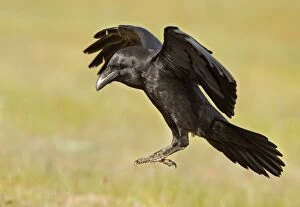 Images Dated 19th April 2011: Common Raven - adult in flight about to land