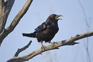 Images Dated 17th March 2010: Common Raven - calling