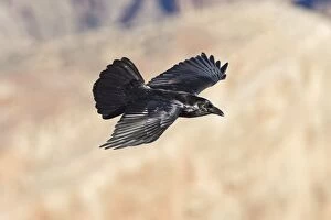 Images Dated 9th January 2013: Common Raven - in flight