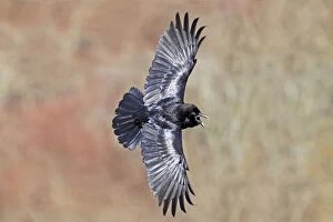 Common Raven - in flight near nesting site - April