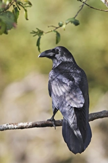 Images Dated 7th September 2007: Common Raven. Glendale Cove - Knight Inlet - British Colombia - Canada
