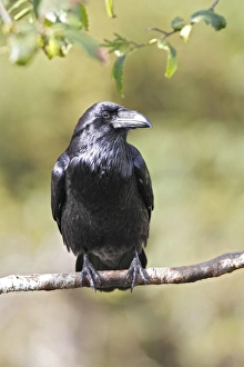 Images Dated 7th September 2007: Common Raven. Glendale Cove - Knight Inlet - British Colombia - Canada