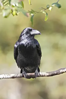 Common Raven. Glendale Cove - Knight Inlet - British Colombia - Canada