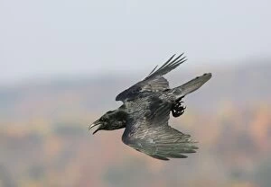 Common Raven - Ravens are found mainly in mountainous areas but have been expanding their range in recent years