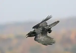 Corvid Prints: Common Raven - Ravens are found mainly in mountainous areas but have been expanding their range in recent years