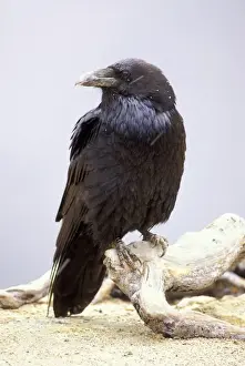 Raven Prints: Common Raven - in snow, Yellowstone National Park, Wyoming, USA