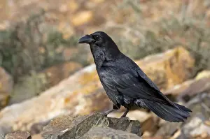 Passerines Prints: Common Raven - subspecies tingitanus - Fuerteventura - Canary Islands