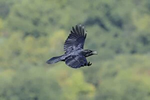 Common Ravin Corvus corax One of the more intellegent