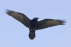 Corvid Collection: Common Ravin - in flight. New Mexico in February