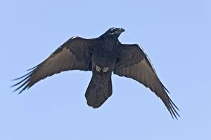 Corvid Collection: Common Ravin -in flight. New Mexico in February