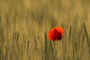 Images Dated 6th June 2014: Common Red Poppy flowering plants in a corn field