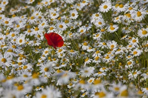 Flowering Gallery: Common Red Poppy and Ox-eye Daisy / Moon Daisy