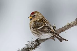 Images Dated 29th December 2005: Common Redpoll