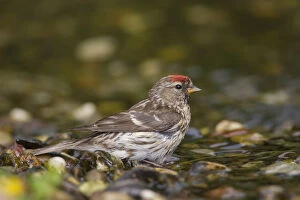 Passerine Bird Gallery: Common Redpoll - bathing female - Germany