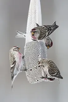 Redpoll Prints: Common Redpoll - at feeder - Maine - USA - February