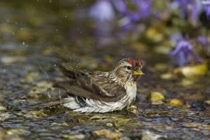 Images Dated 28th June 2015: Common Redpoll female bathing