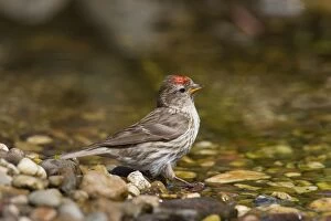Acanthis Gallery: Common Redpoll female bathing