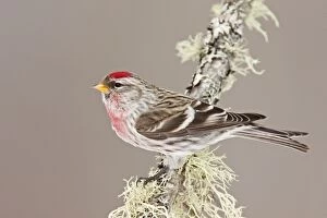 Images Dated 10th February 2008: Common Redpoll - Maine - USA - in February