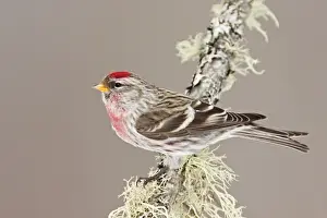Common Redpoll - Maine - USA - in February