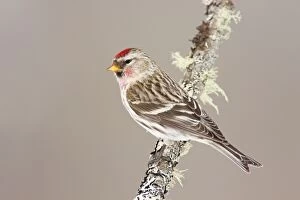Images Dated 10th February 2008: Common Redpoll - Maine - USA - in February