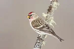 Common Redpoll - Maine - USA - in February