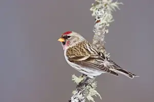 Common Redpoll - Maine - USA - in February