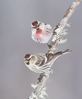 Common Redpoll - Maine - USA - February