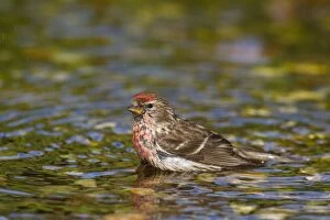 Images Dated 28th June 2015: Common Redpoll male bathing