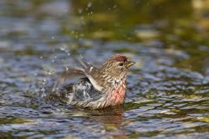 Acanthis Gallery: Common Redpoll male bathing