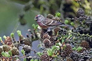Common Redpoll - male feeding on Larch tree cone seeds