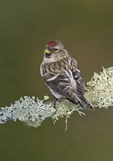 Common Redpoll in winter