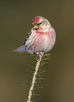 Common Redpoll in winter