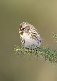 Common Redpoll in winter